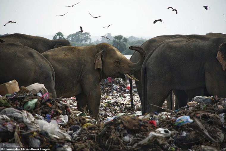 Đàn voi rừng bới rác tìm thức ăn ảnh 1