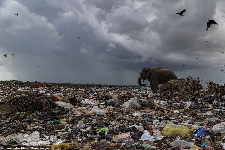 Đàn voi rừng bới rác tìm thức ăn ảnh 4