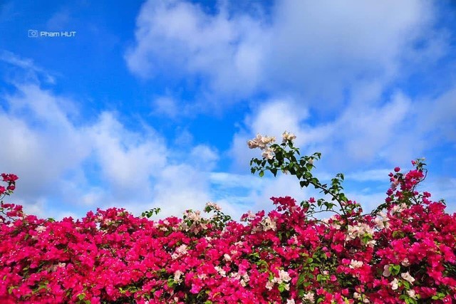 Check in 'sương sương' những cây cầu đẹp mê hồn tại Ecopark ảnh 2