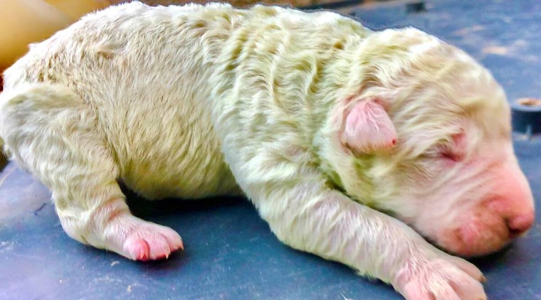 Chó con sinh ra với bộ lông màu xanh lá ảnh 1