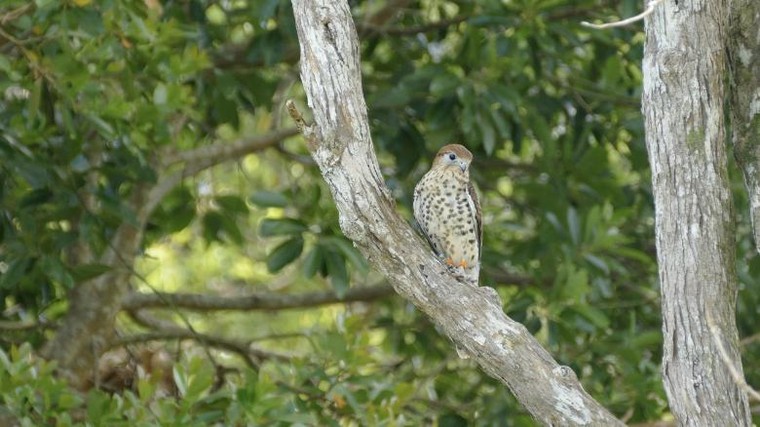 Những loài động vật thoát tuyệt chủng nhờ nuôi nhốt ảnh 5