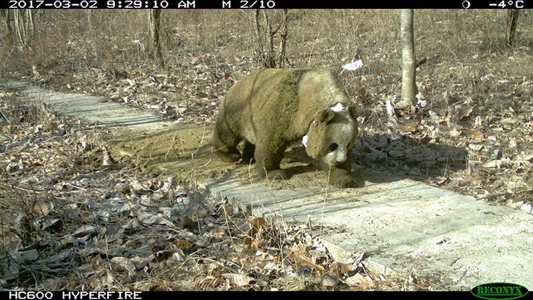 Hành vi ủ ấm kỳ lạ của gấu trúc khổng lồ ảnh 1