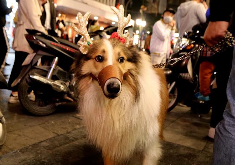 Hà Nội rộn rã không khí Giáng sinh ảnh 7