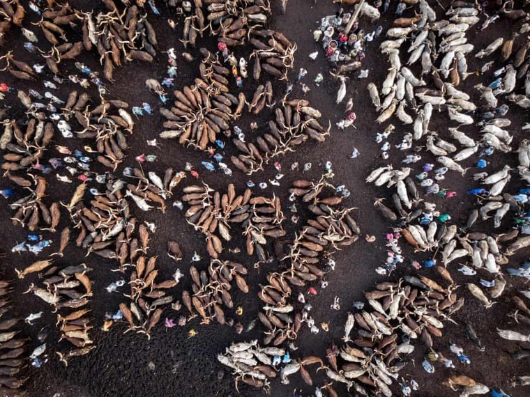 Cuộc khủng hoảng chăn nuôi ở Nigeria ảnh 1