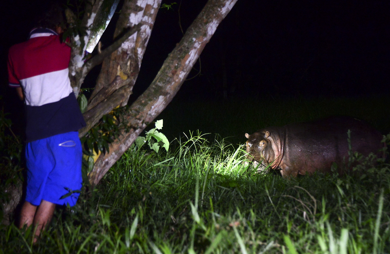 Hà mã: Di sản nhức nhối của trùm ma túy Escobar ảnh 2