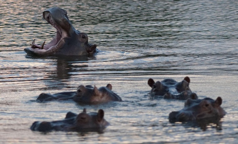 Hà mã: Di sản nhức nhối của trùm ma túy Escobar ảnh 3