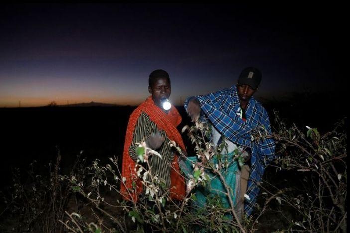 Nông dân Kenya hưởng lợi từ 'mưa' châu chấu' ảnh 5