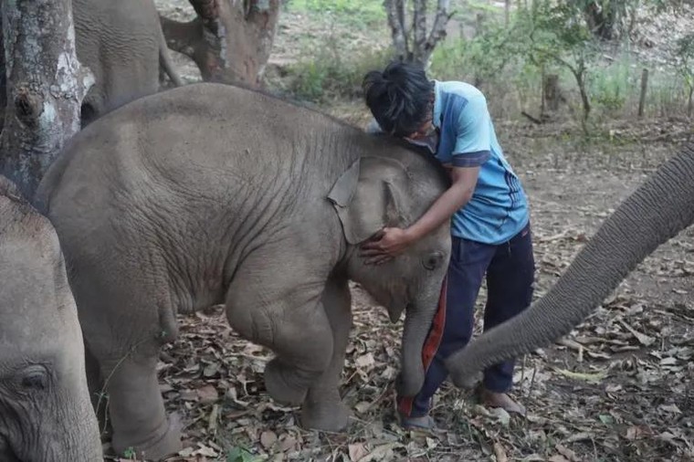 Tương lai nào cho những chú voi 'thất nghiệp'? ảnh 2