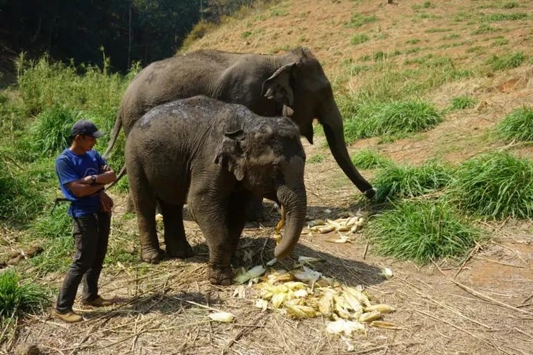 Tương lai nào cho những chú voi 'thất nghiệp'? ảnh 3