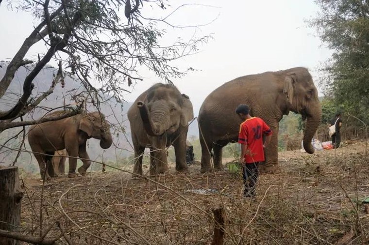 Tương lai nào cho những chú voi 'thất nghiệp'? ảnh 1
