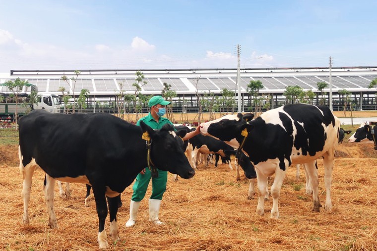 Vinamilk thăng 6 hạng trong Top 50 công ty sữa lớn nhất thế giới ảnh 2