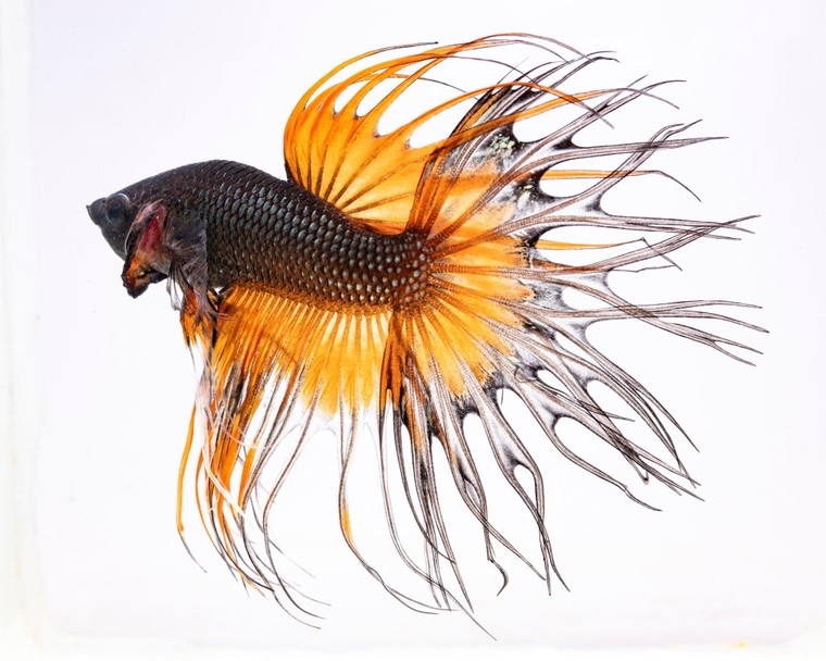 Bí ẩn đằng sau vẻ đẹp lộng lẫy của cá chọi ảnh 3