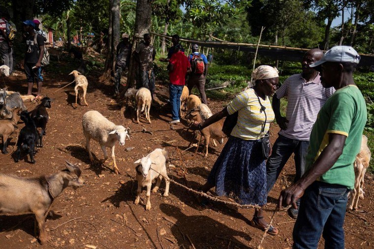 Sau thảm họa tự nhiên, người dân Haiti đối mặt với nạn đói ảnh 2