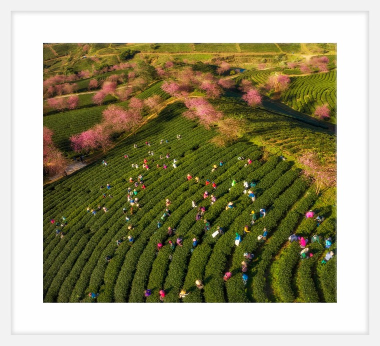 Đẹp ngất ngây mùa anh đào Sa Pa ảnh 7