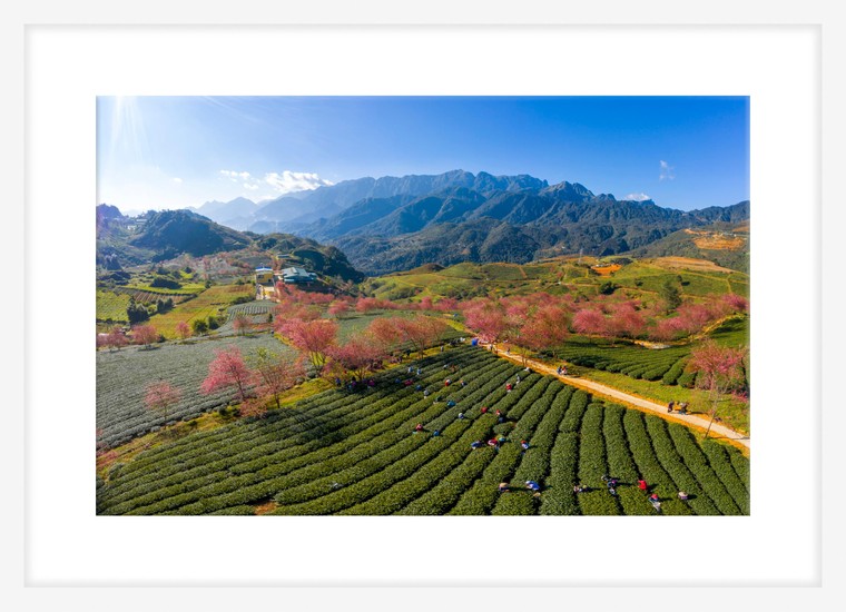 Đẹp ngất ngây mùa anh đào Sa Pa ảnh 6