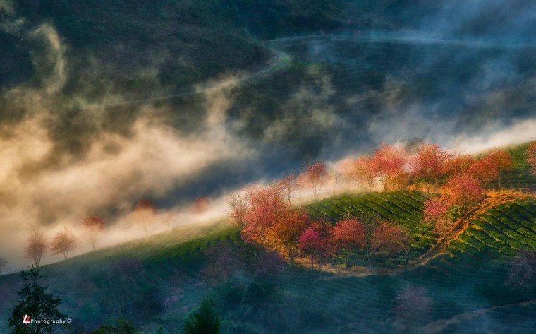 Đẹp ngất ngây mùa anh đào Sa Pa ảnh 8