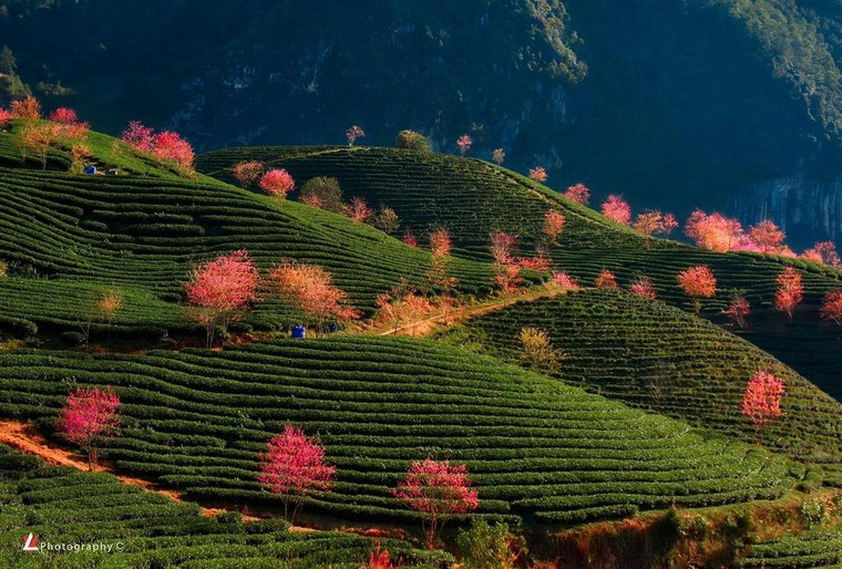 Đẹp ngất ngây mùa anh đào Sa Pa ảnh 9