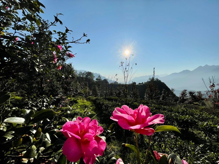 Đẹp ngất ngây mùa anh đào Sa Pa ảnh 10