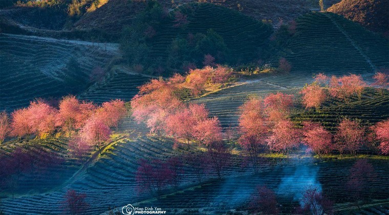 Đẹp ngất ngây mùa anh đào Sa Pa ảnh 11