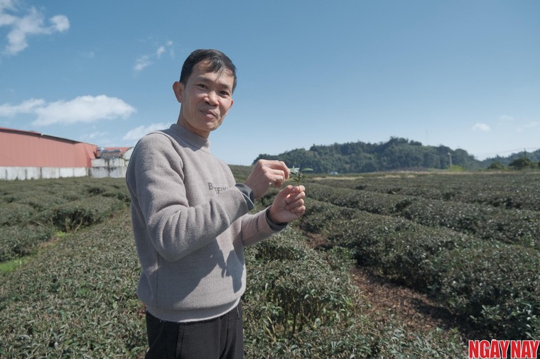 Nhật ký 99 ngày xuyên Việt: Vị trà Ô long trên đồi chè Mộc Sương ảnh 2