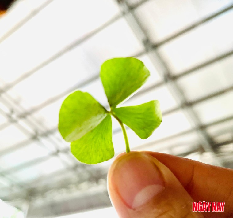 Nhật ký 99 ngày xuyên Việt: Chuyện về những chiếc lá trong vườn người Thái ảnh 6