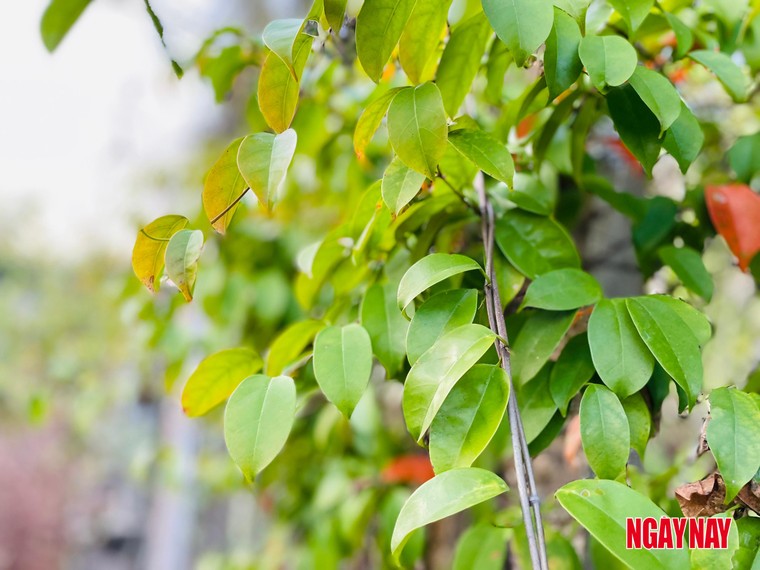 Nhật ký 99 ngày xuyên Việt: Chuyện về những chiếc lá trong vườn người Thái ảnh 3