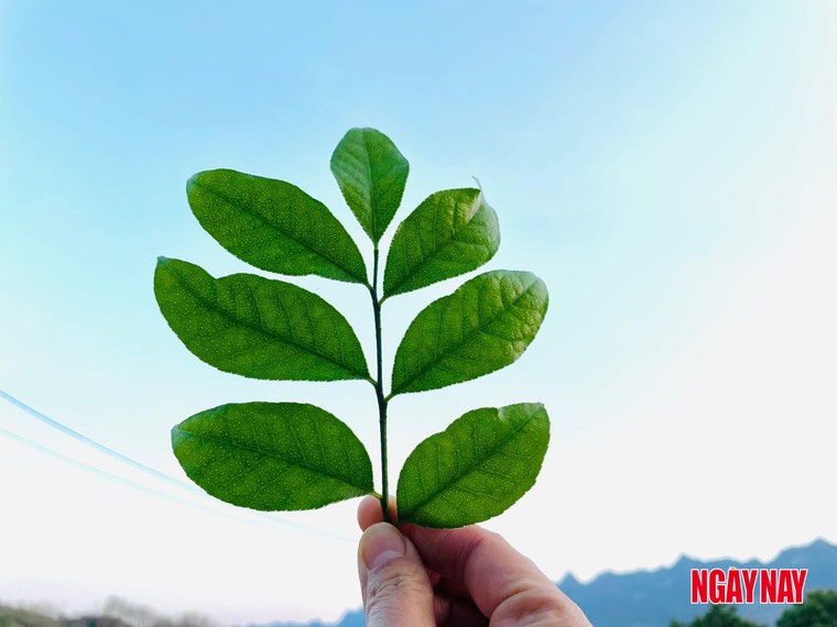 Nhật ký 99 ngày xuyên Việt: Chuyện về những chiếc lá trong vườn người Thái ảnh 4