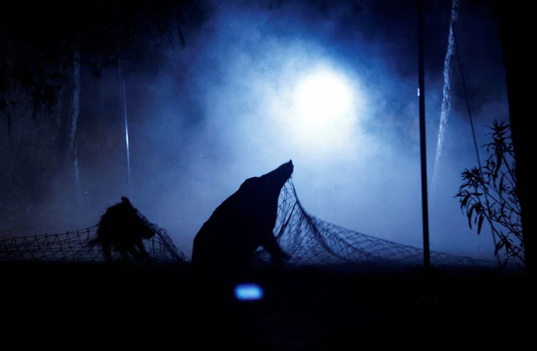 Lợn rừng 'xâm lăng' các đô thị Tây Ban Nha ảnh 2