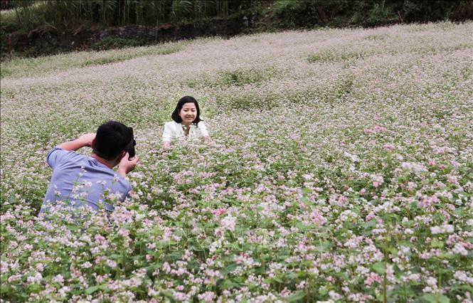 Hà Giang mùa hoa tam giác mạch ảnh 2