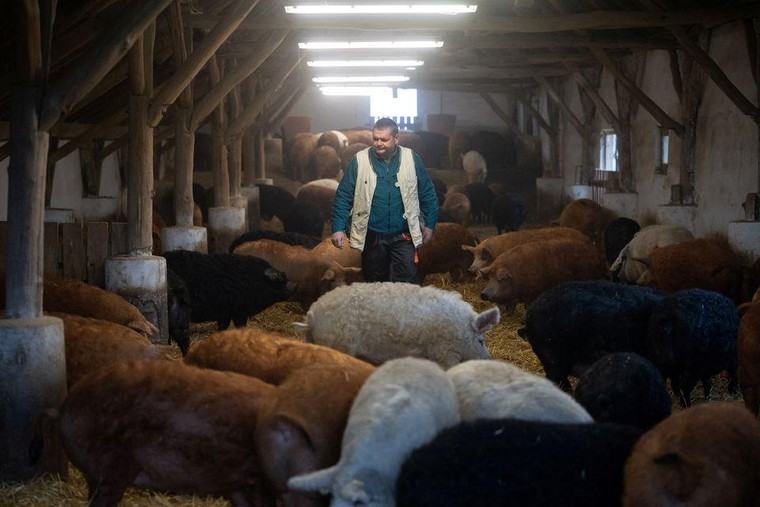 Người Đông Âu tằn tiện lo bữa ăn dịp Giáng sinh ảnh 1