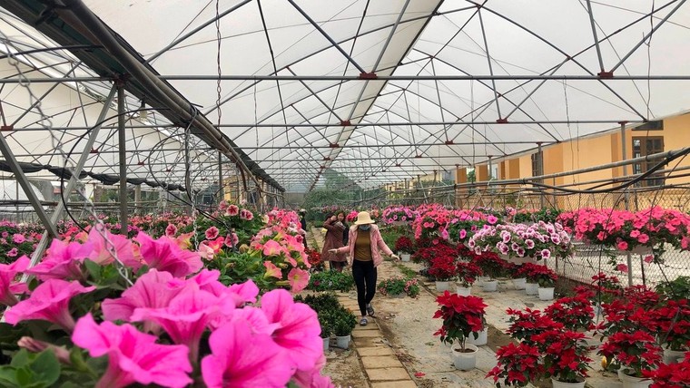 Làng hoa Ninh Bình 'thấp thỏm' chờ Tết ảnh 1