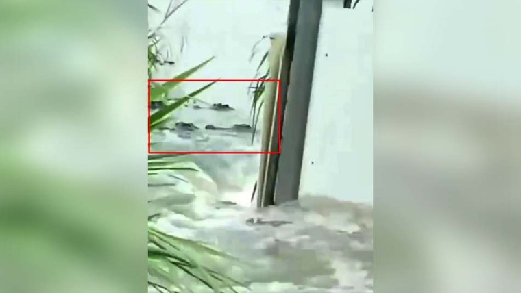 Cá sấu tung hoành tại Trung Quốc sau lũ lụt ảnh 1