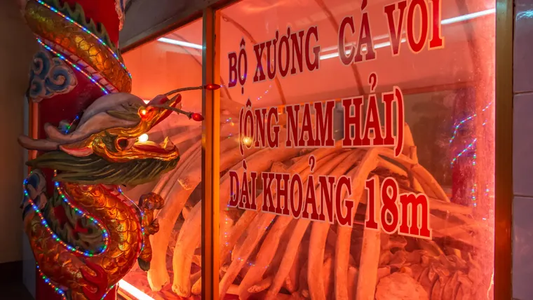 Tục thờ cá voi của người Việt qua ghi chép của một nhà báo Anh ảnh 5