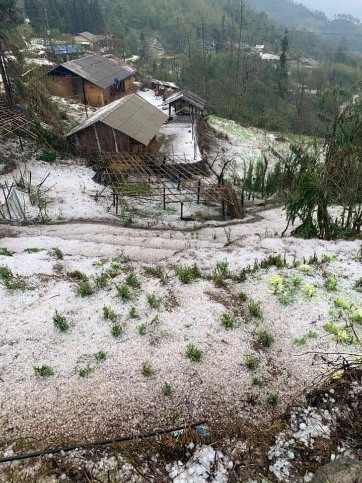 Tây Bắc: Mưa đá bất thường, hoa màu thiệt hại nặng ảnh 7