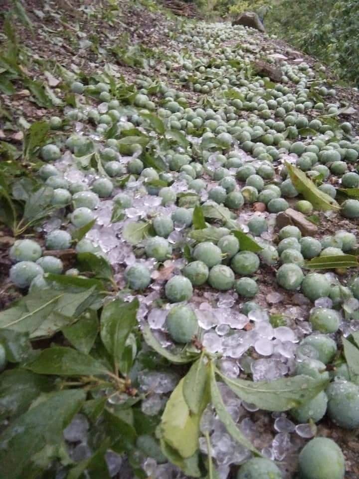 Tây Bắc: Mưa đá bất thường, hoa màu thiệt hại nặng ảnh 8