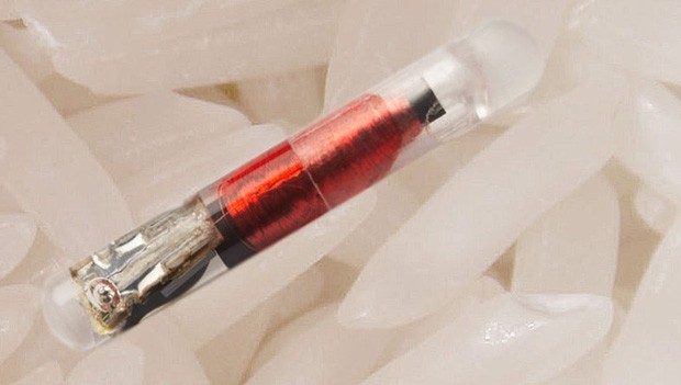 Các quy định khắt khe về quản lý thú cưng trên thế giới ảnh 1