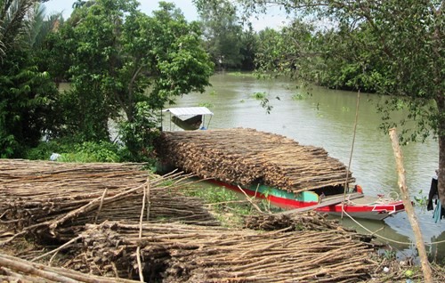 Ghe tràm bên bờ Vàm Cỏ Tây ảnh 1