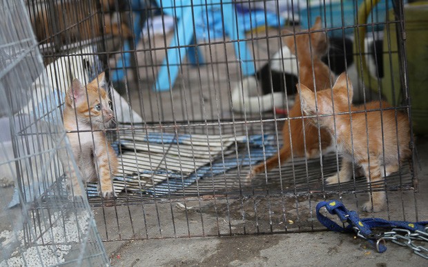 Chính thức xóa sổ 50 ki-ốt gần sân bay Tân Sơn Nhất ảnh 5