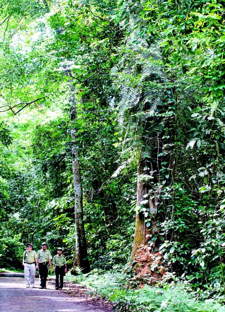 Thiên nhiên tuyệt đẹp trong Vườn quốc gia Cúc Phương ảnh 1