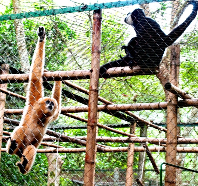 Thiên nhiên tuyệt đẹp trong Vườn quốc gia Cúc Phương ảnh 4