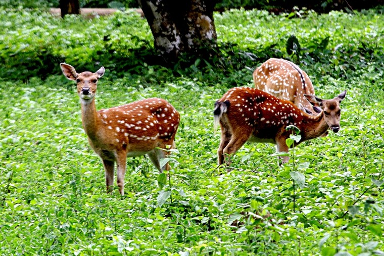 Thiên nhiên tuyệt đẹp trong Vườn quốc gia Cúc Phương ảnh 6