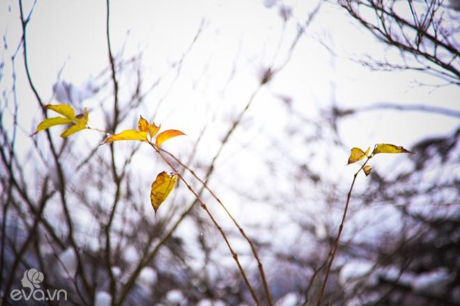 Quê hương của chú mèo máy Doraemon đẹp như cổ tích ảnh 9