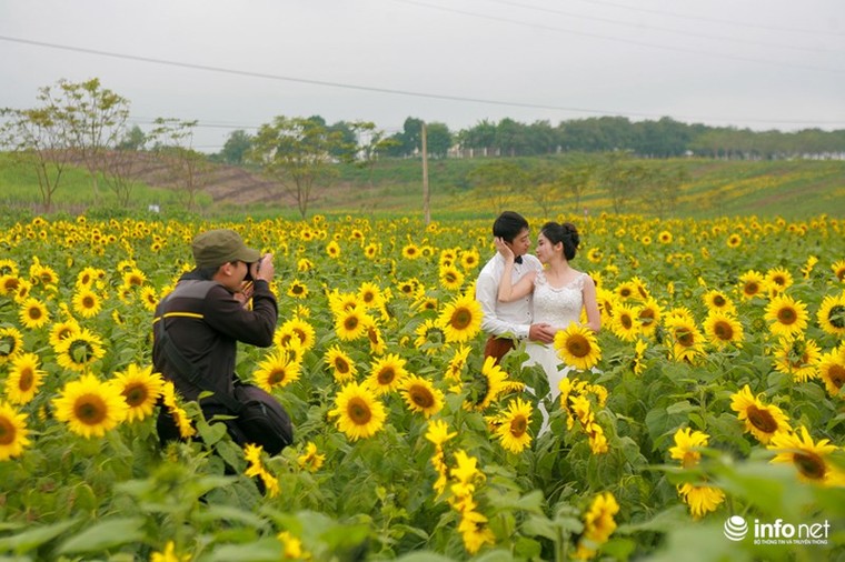 Choáng ngợp với cánh đồng hoa hướng dương lớn nhất Việt Nam ảnh 9