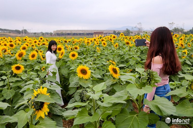 Choáng ngợp với cánh đồng hoa hướng dương lớn nhất Việt Nam ảnh 10