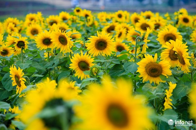 Choáng ngợp với cánh đồng hoa hướng dương lớn nhất Việt Nam ảnh 11