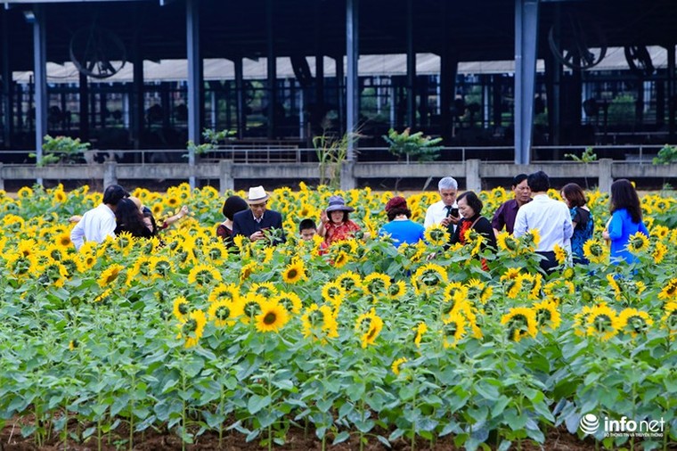 Choáng ngợp với cánh đồng hoa hướng dương lớn nhất Việt Nam ảnh 13