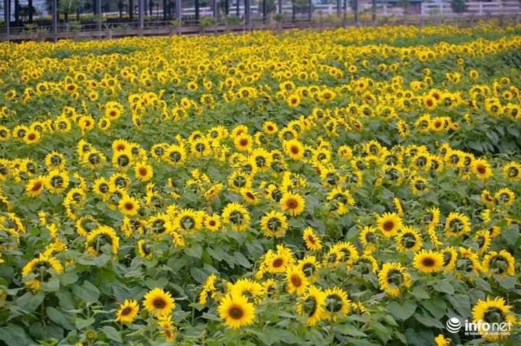 Choáng ngợp với cánh đồng hoa hướng dương lớn nhất Việt Nam ảnh 2