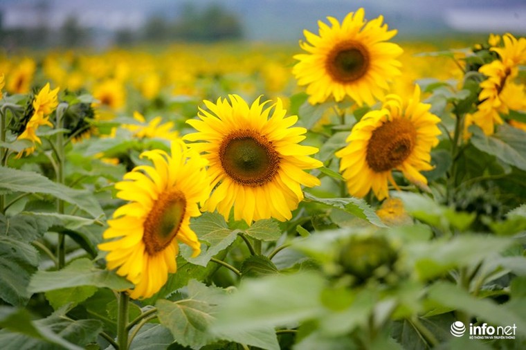 Choáng ngợp với cánh đồng hoa hướng dương lớn nhất Việt Nam ảnh 3