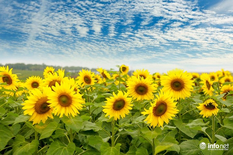 Choáng ngợp với cánh đồng hoa hướng dương lớn nhất Việt Nam ảnh 5