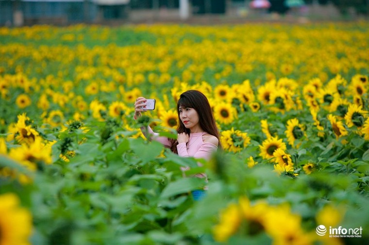 Choáng ngợp với cánh đồng hoa hướng dương lớn nhất Việt Nam ảnh 6